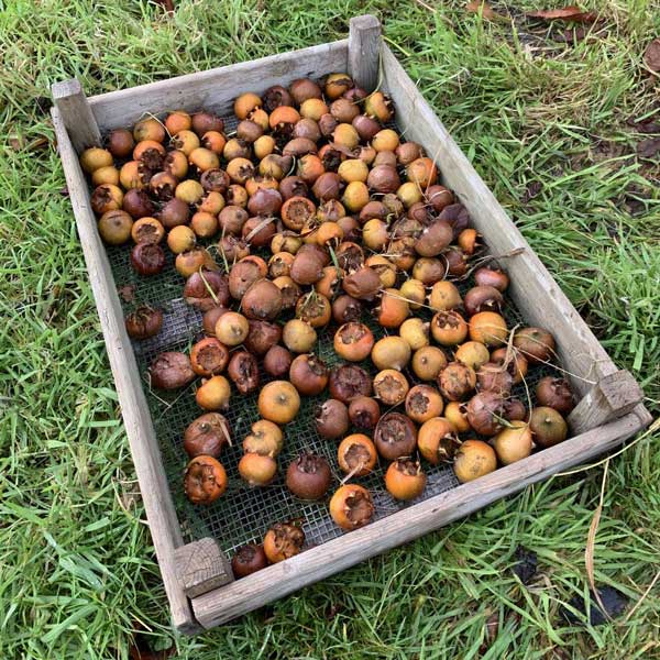 Medlars